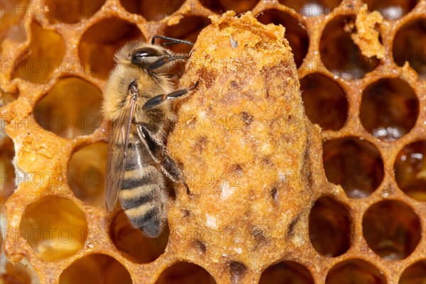 Honey bee sitting on comb next to queen cell seen on right side