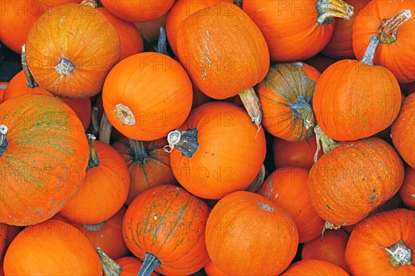 Pile of many small orange 'Little Halloween' carving pumpkins