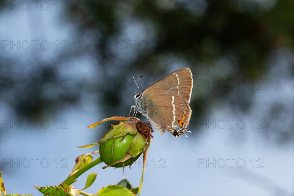 Buckthorn butterfly butterfly sitting on green fruit stand looking left against blue sky
