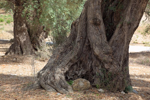 Thick trunk of an old olive tree