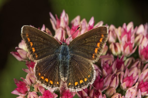 Common blue butterfly