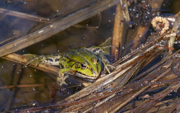 Water frog