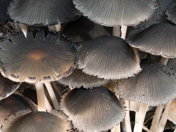 Group of bonnets