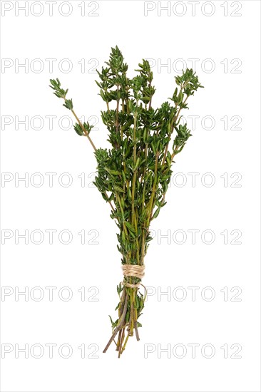 A branch of thyme tied with twine isolated on white background