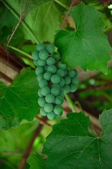 Growing bunch of unripe green grapes Isabella