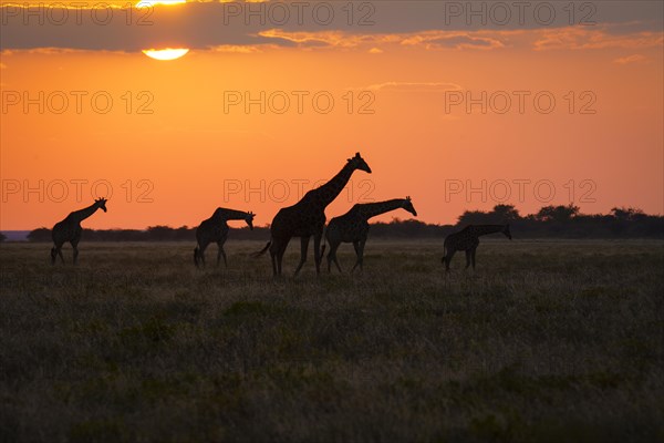 Group of giraffes