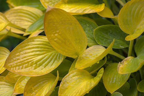 Autumn coloured leaves of a hosta