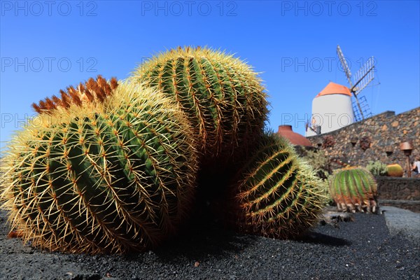 Golden barrel cactus