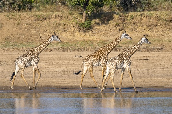 Rhodesian giraffe