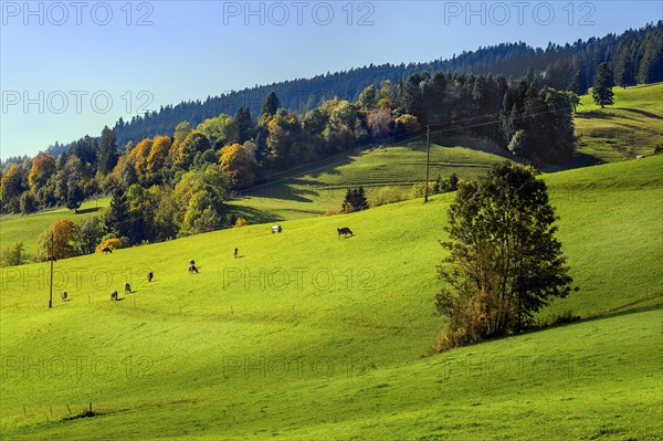 Autumnal forests and meadows and Allgaeu brown cattle near Missen-Willhams