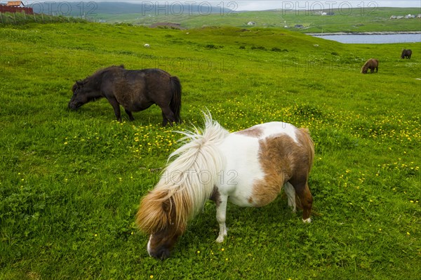 Shetland ponies