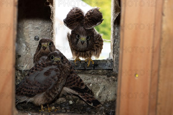 Kestrel three young birds wings stretched in nest in church tower sitting seeing different