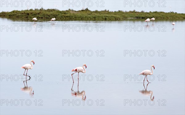 Flamingos
