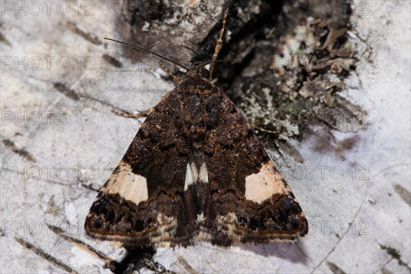 Field bindweed screech owl Butterfly with closed wings sitting on tree trunk from behind