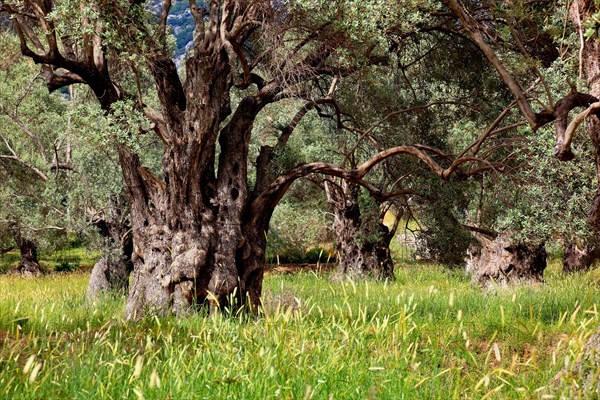 Old olive trees with thick trunks
