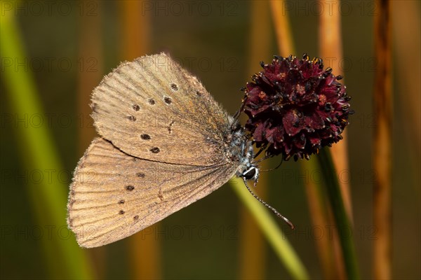 Dark meadow-headed blue butterfly moth hanging on purple flower seen right