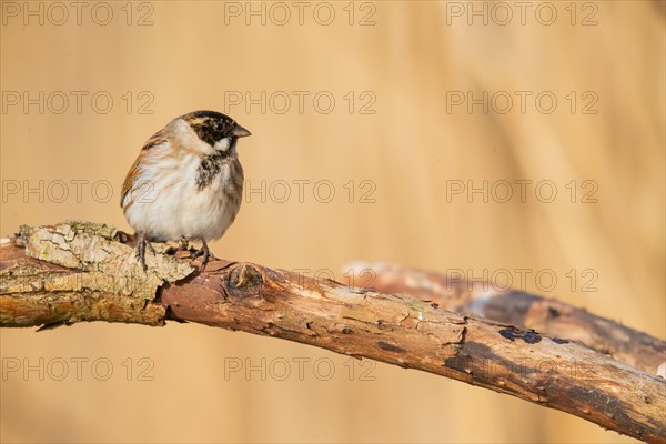 Reed Bunting