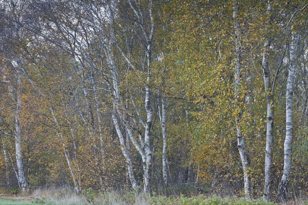 Warty birch