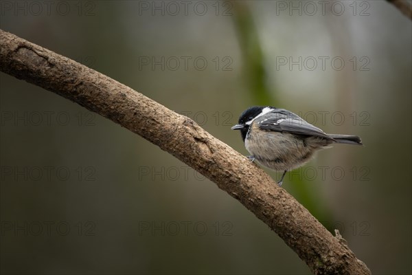 Coal Tit