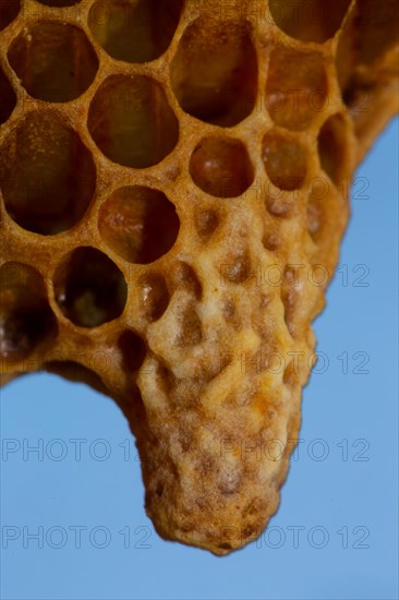 Honey bee Honeycomb with queen cell