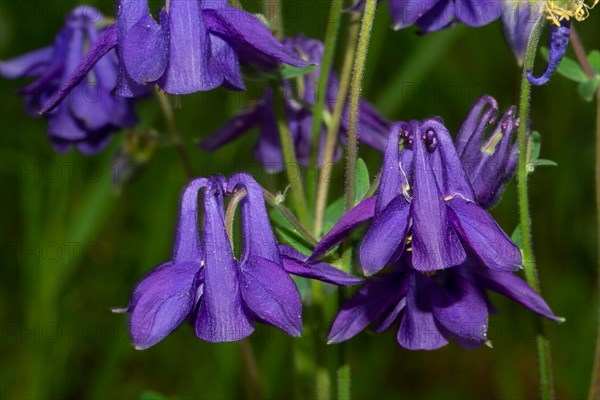 Wood columbine a few opened purple flowers next to each other