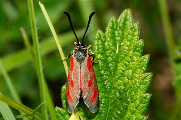 Hatchet butterfly with closed wings sitting on a green leaf from behind