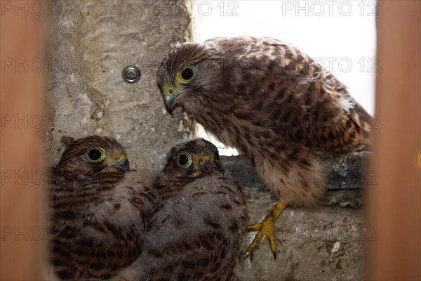 Kestrel three young birds in nest in church tower sitting seeing different
