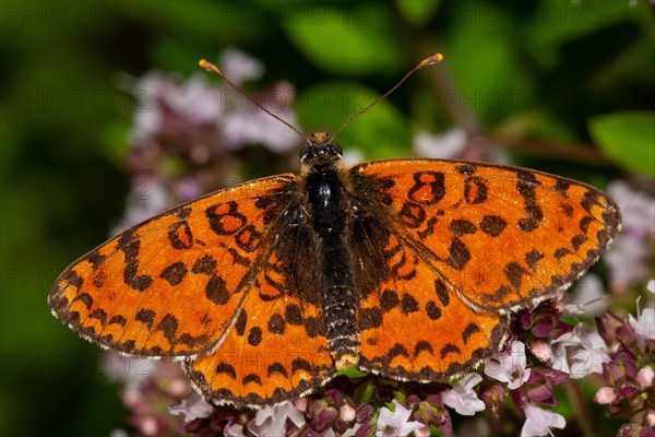 Red Melitaea butterfly butterfly with open wings sitting on pink flower from behind