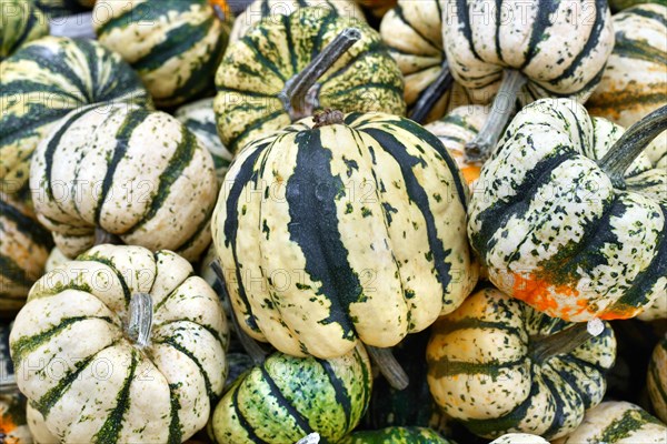 White and green Sweet Dumpling Squashes with stripes