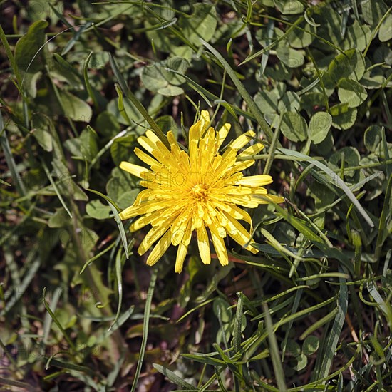 Dandelion blossom in a meadow