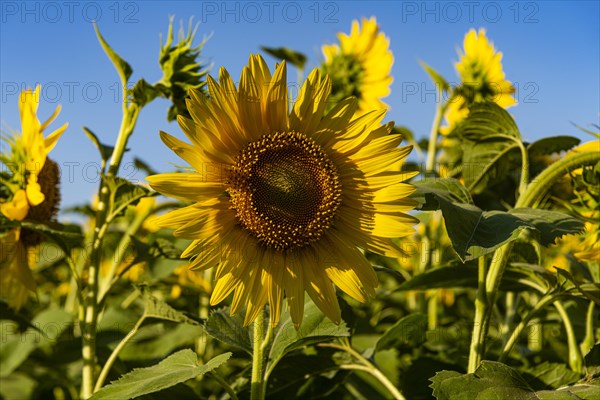 Field of sun flowers