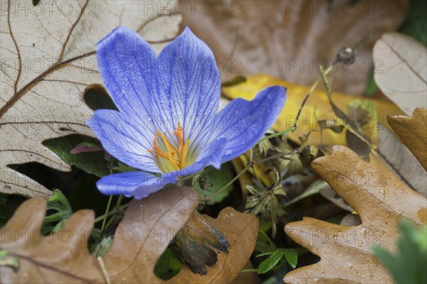 Bieberstein's crocus