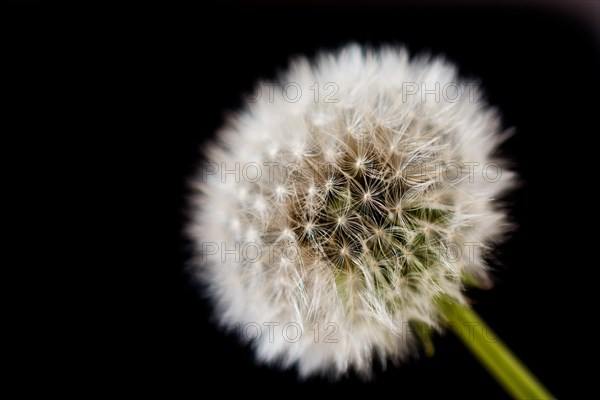 White Dandelion flower on black background