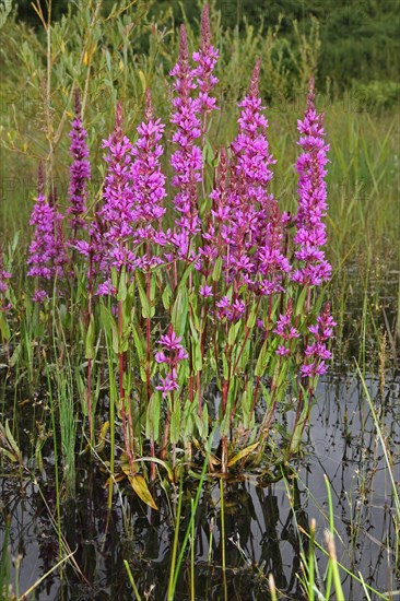 Purple loosestrife