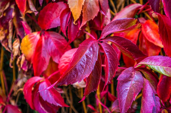 The virginia creeper