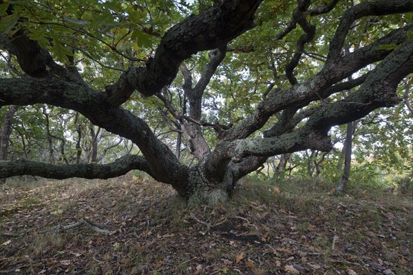 English oak