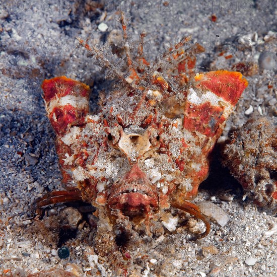 Frontal close-up of filament-finned stinger