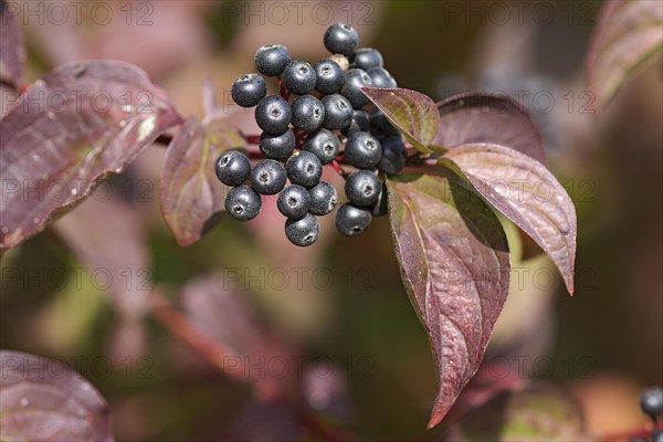 Fruits of the autumn red common dogwood
