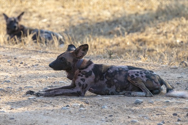 African wild dog