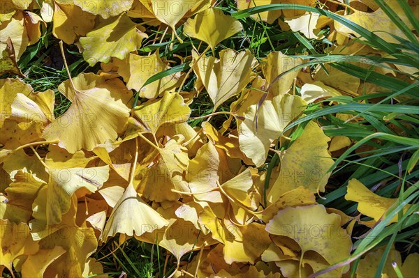 Autumn ginkgo