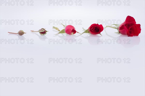 Red Roses aligned in an increasing order on a white background