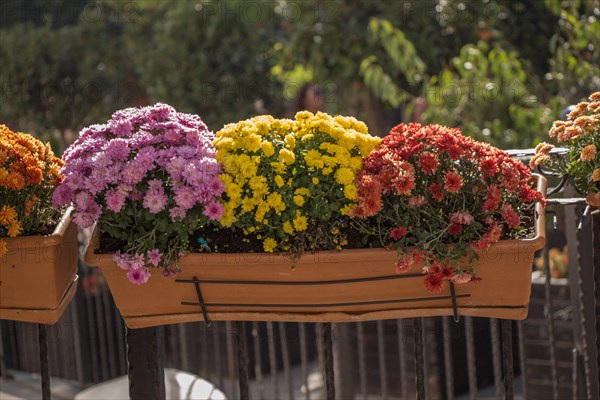 Beautiful colorful natural spring flowers in flower pot