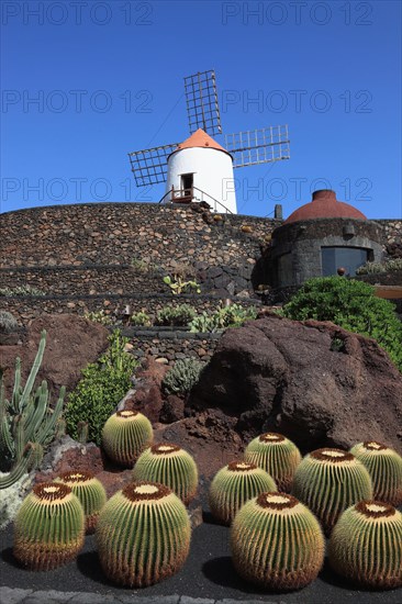 Golden barrel cactus