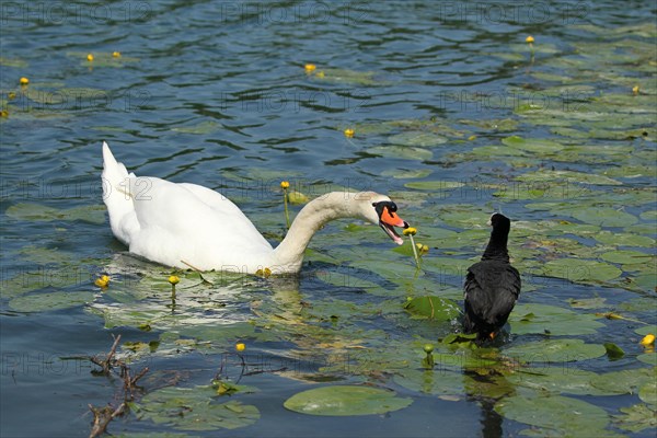 Mute Swan