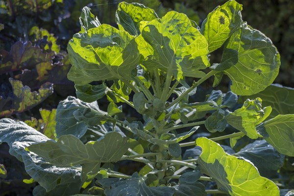 Vegetable cabbage