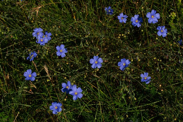 Persistent flax many blue flowers next to each other