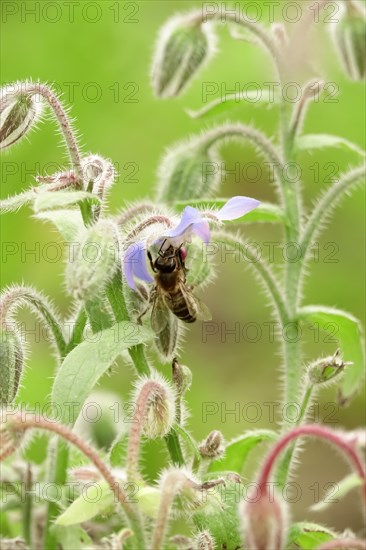 Borage