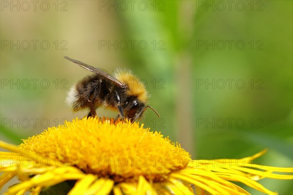 Common carder-bee