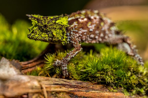 Variegated Earth Chameleon