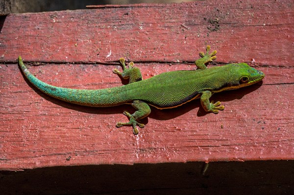 Striped day gecko